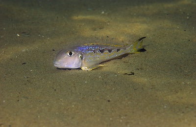 Xenotilapia singularis 'Kalambo Lodge'
